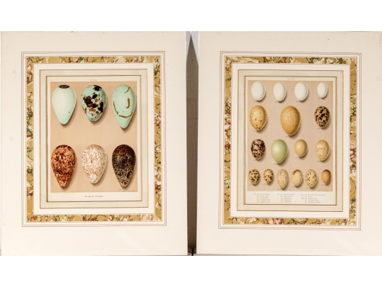 Set Of Six English Color Prints Of Bird Eggs