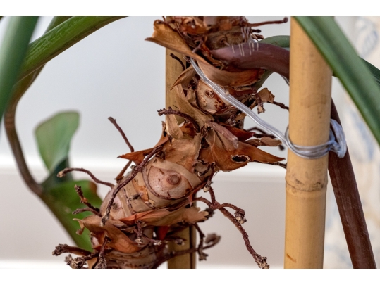 Terracotta Planter With Underplate And Large Living Palm Plant