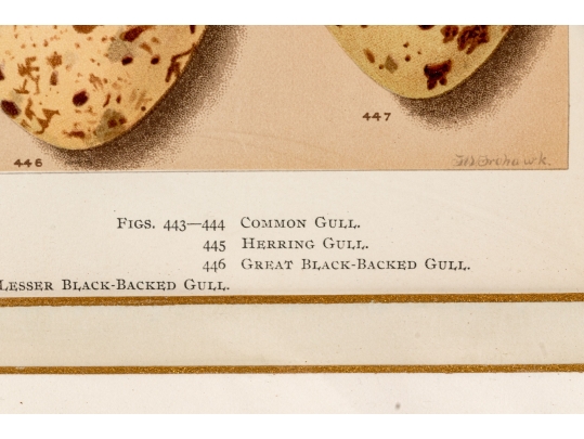 Set Of Six English Color Prints Of Bird Eggs