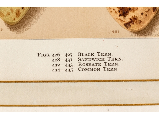 Set Of Six English Color Prints Of Bird Eggs