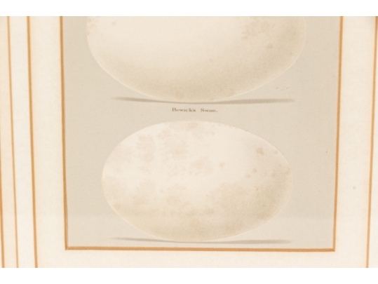 Pair Of Vintage Prints With Eggs, 20th C. 