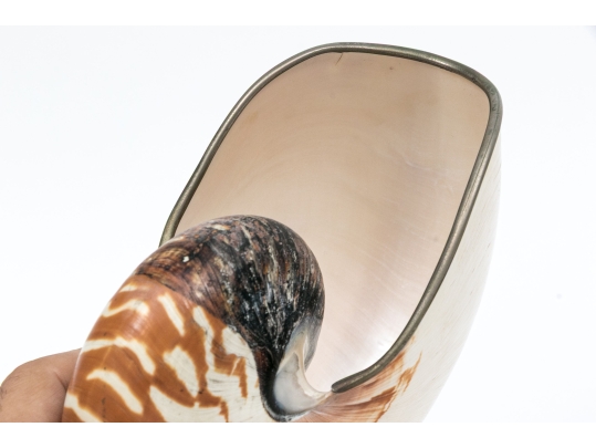 Nautilus Shell Specmin With Pewter Footed Base