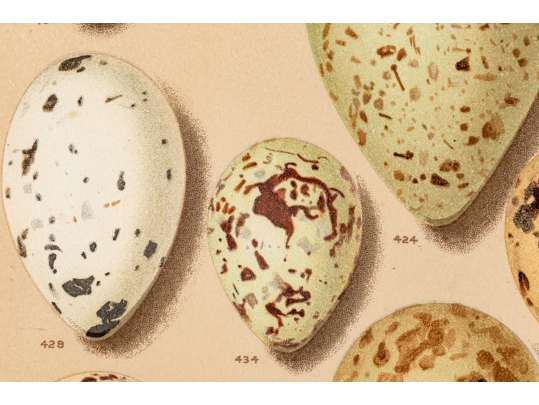 Set Of Six English Color Prints Of Bird Eggs
