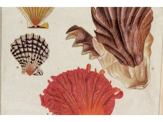Set Of Four Decorative Color Prints Of A Variety Of Colorful Shells