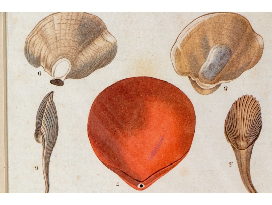 Set Of Four Decorative Color Prints Of A Variety Of Colorful Shells