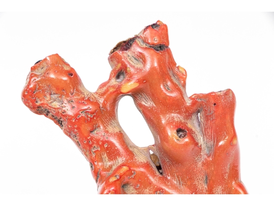 Vintage Natural Red Branch Coral Specimen 