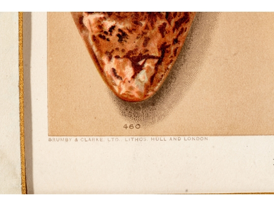 Set Of Six English Color Prints Of Bird Eggs