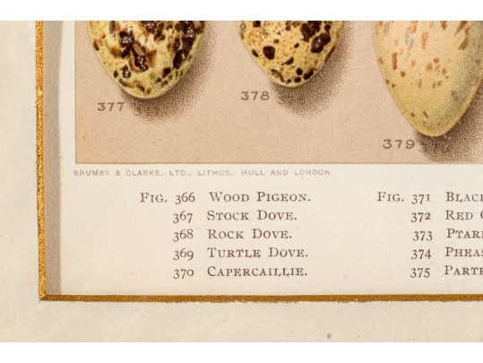 Set Of Six English Color Prints Of Bird Eggs