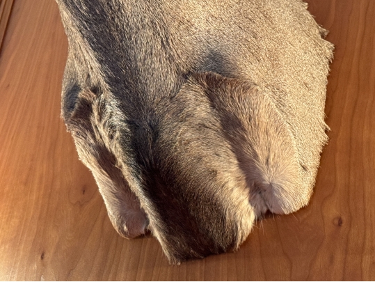 Taxidermied Bust Of A Deer With Antlers