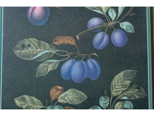 After George Brookshaw (British, 1751-1823) Prints Of Drupes