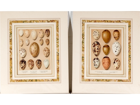 Set Of Six English Color Prints Of Bird Eggs