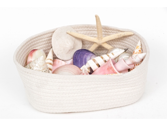 Basket Of Good Sized Polished Specimen Sea Shells 