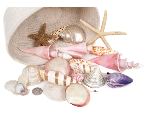 Basket Of Good Sized Polished Specimen Sea Shells 