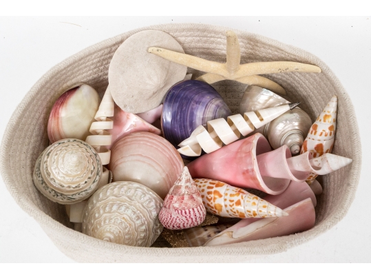Basket Of Good Sized Polished Specimen Sea Shells 