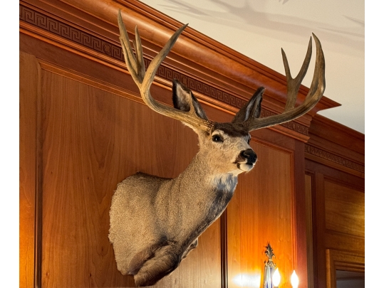Taxidermied Bust Of A Deer With Antlers