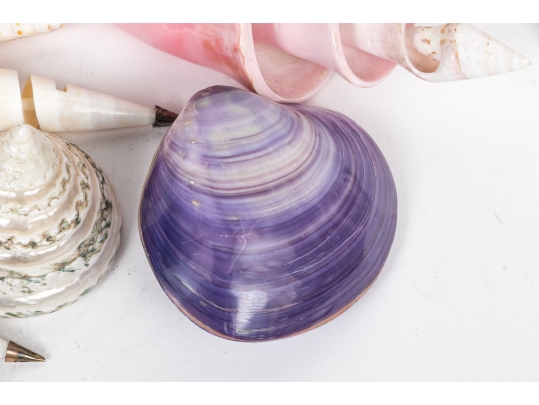 Basket Of Good Sized Polished Specimen Sea Shells 