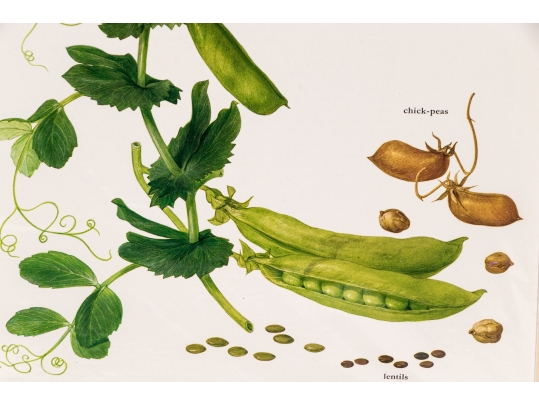Set Of Fifteen Decorative Vegetable And Fruit Prints, 20th C. 