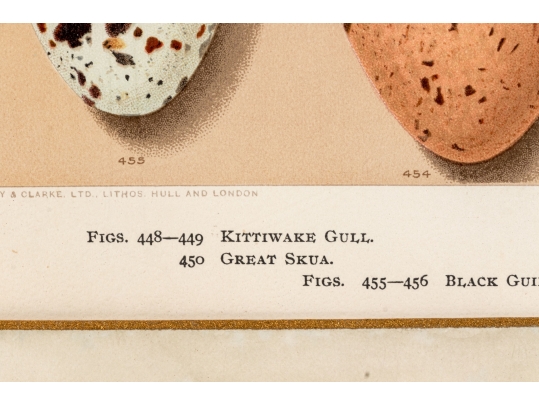 Set Of Six English Color Prints Of Bird Eggs