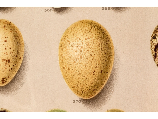 Set Of Six English Color Prints Of Bird Eggs