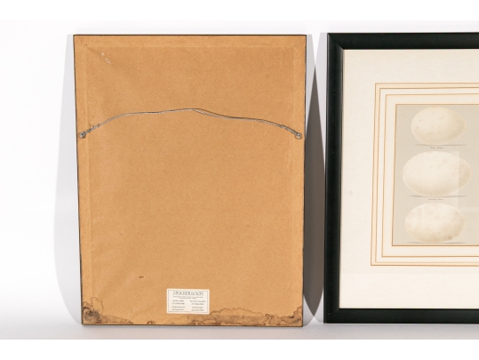 Pair Of Vintage Prints With Eggs, 20th C. 