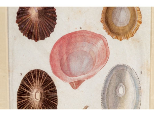 Set Of Four Decorative Color Prints Of A Variety Of Colorful Shells