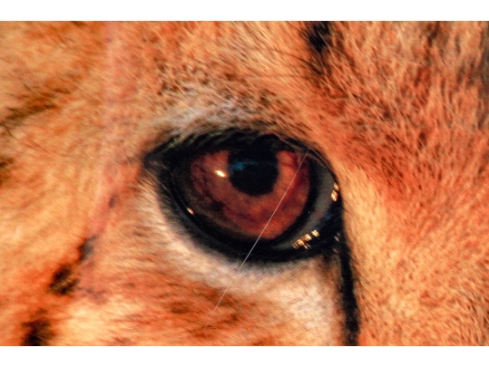 Photographic Print, Cheetah Bust Close Up