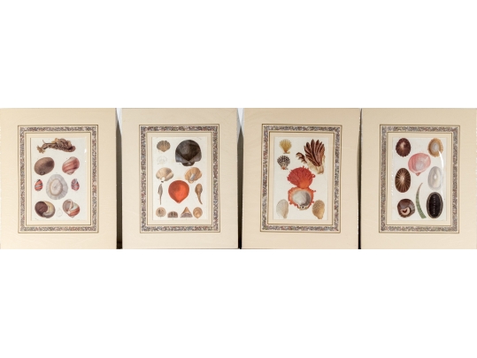 Set Of Four Decorative Color Prints Of A Variety Of Colorful Shells