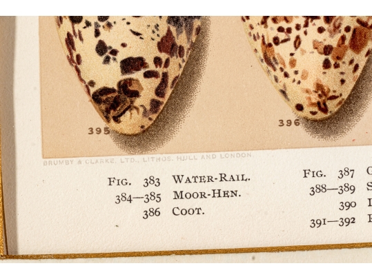 Set Of Six English Color Prints Of Bird Eggs