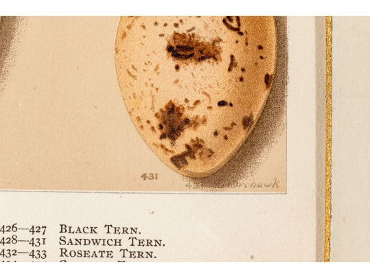 Set Of Six English Color Prints Of Bird Eggs
