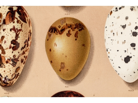 Set Of Six English Color Prints Of Bird Eggs