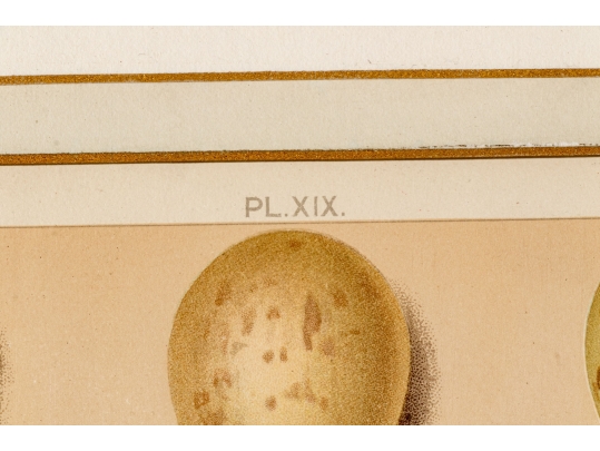 Set Of Six English Color Prints Of Bird Eggs