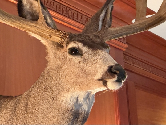 Taxidermied Bust Of A Deer With Antlers