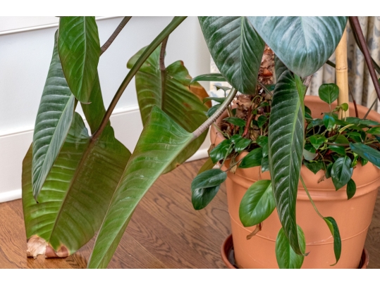 Terracotta Planter With Underplate And Large Living Palm Plant