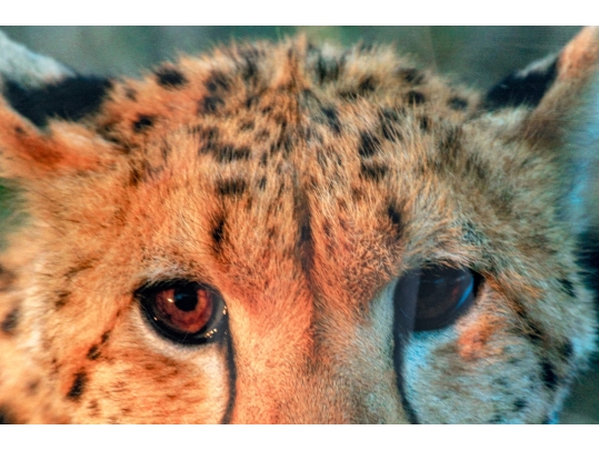 Photographic Print, Cheetah Bust Close Up
