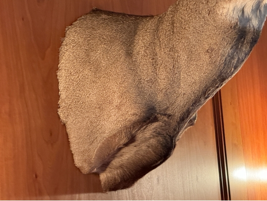 Taxidermied Bust Of A Deer With Antlers
