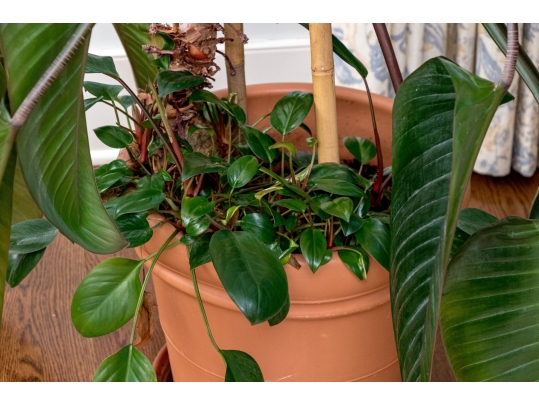 Terracotta Planter With Underplate And Large Living Palm Plant