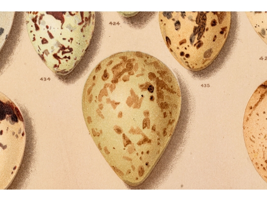 Set Of Six English Color Prints Of Bird Eggs