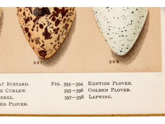 Set Of Six English Color Prints Of Bird Eggs