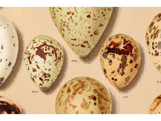 Set Of Six English Color Prints Of Bird Eggs