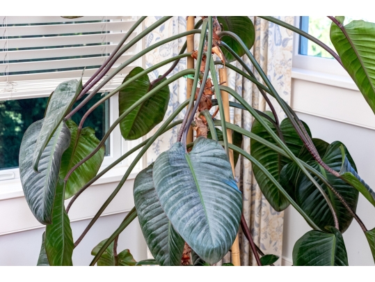 Terracotta Planter With Underplate And Large Living Palm Plant