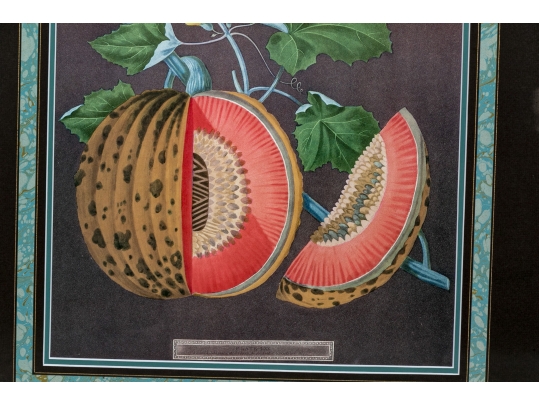 After George Brookshaw (British, 1751-1823) Prints Of Melons