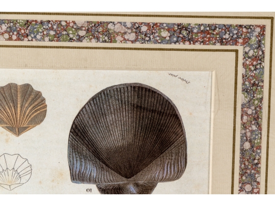 Set Of Four Decorative Color Prints Of A Variety Of Colorful Shells