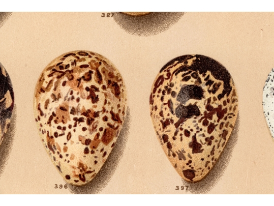Set Of Six English Color Prints Of Bird Eggs