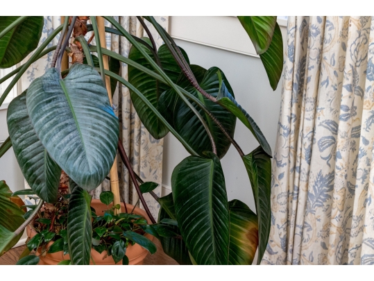 Terracotta Planter With Underplate And Large Living Palm Plant