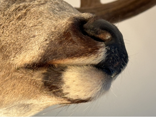 Taxidermied Bust Of A Deer With Antlers
