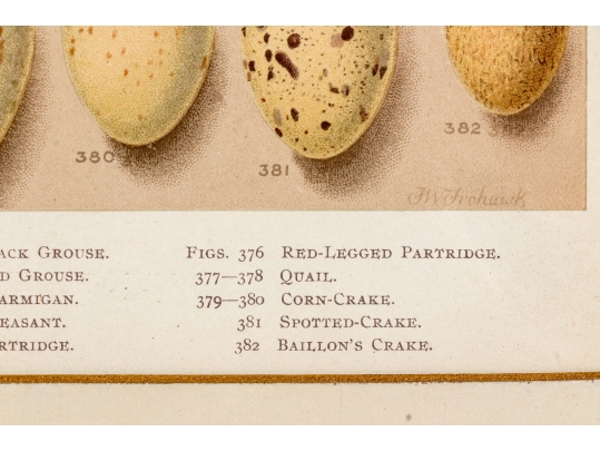 Set Of Six English Color Prints Of Bird Eggs