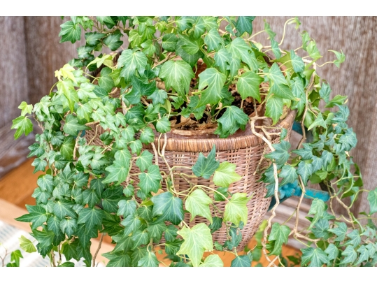 Decorative Antiqued Plant Stand With Ivy Plant In Woven Planter