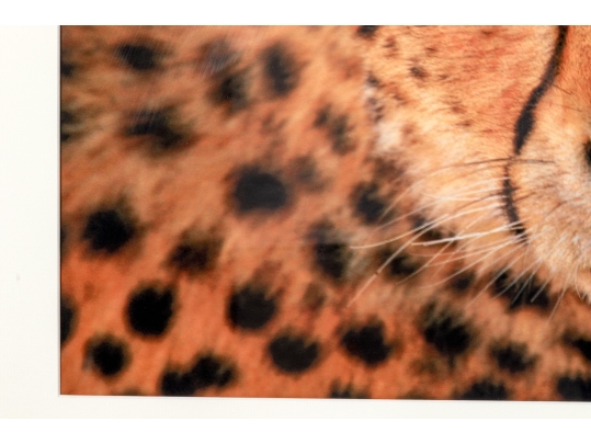 Photographic Print, Cheetah Bust Close Up