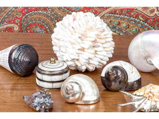 Collection Of Shells, Including Silver Dipped Shells