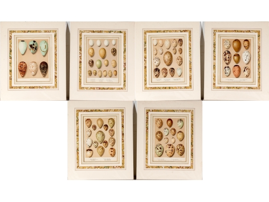 Set Of Six English Color Prints Of Bird Eggs